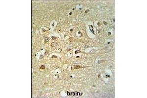 FA40B Antibody (N-term) (ABIN651327 and ABIN2840190) IHC analysis in formalin fixed and paraffin embedded human brain tissue followed by peroxidase conjugation of the secondary antibody and DAB staining. (STRIP2 anticorps  (N-Term))