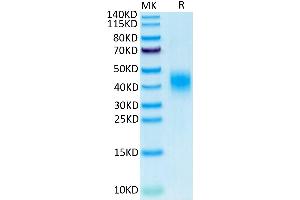 Cynomolgus CLEC12A on Tris-Bis PAGE under reduced condition.