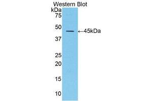 Western Blotting (WB) image for anti-serpin Peptidase Inhibitor, Clade A (Alpha-1 Antiproteinase, Antitrypsin), Member 1 (SERPINA1) (AA 25-413) antibody (ABIN1077772)