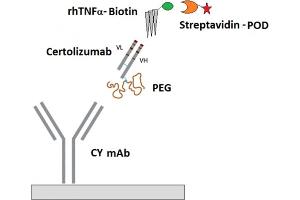 Image no. 1 for Certolizumab Pegol specific ELISA Kit (ABIN3219142) (Certolizumab Pegol specific Kit ELISA)