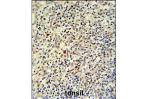 FLI-1 Antibody IHC analysis in formalin fixed and paraffin embedded human tonsil tissue followed by peroxidase conjugation of the secondary antibody and DAB staining. (FLI1 anticorps  (N-Term))