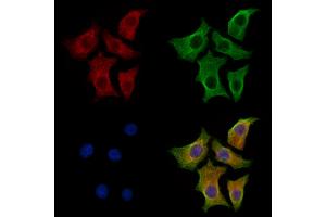 ABIN7094250 and ABIN7098297 staining HepG2 cells by IF/ICC. (GAS7 anticorps  (Internal Region))