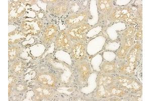 ABIN6258961 and ABIN6274952 at 1/100 staining human normal kidney tissue by IHC-P. (CHST10 anticorps  (Internal Region))