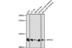 Western blot analysis of extracts of various cell lines using APOC3 Polyclonal Antibody at dilution of 1:1000. (APOC3 anticorps)