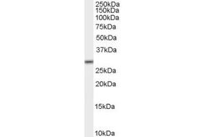 ABIN185209 staining (2µg/ml) of K562 lysate (RIPA buffer, 35µg total protein per lane). (MPG anticorps  (C-Term))