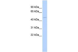 WB Suggested Anti-HSFX1 Antibody Titration:  0. (HSFX1 anticorps  (Middle Region))