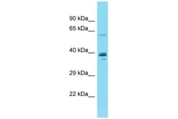 CCDC149 anticorps  (C-Term)