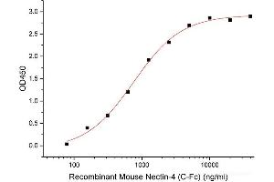 ELISA image for Poliovirus Receptor-Related 4 (PVRL4) (Active) protein (Fc Tag) (ABIN7320868)