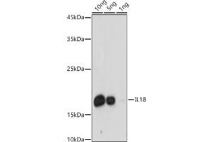 Western blot analysis of extracts of Recombinant Human IL-18 Protein, using IL18 antibody (ABIN3021464, ABIN3021465, ABIN3021466 and ABIN1513081) at 1:1000 dilution. (IL-18 anticorps  (AA 37-193))