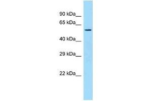 Western Blotting (WB) image for anti-Sulfide Quinone Reductase-Like (SQRDL) (C-Term) antibody (ABIN2789224) (SQRDL anticorps  (C-Term))