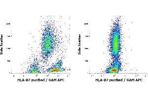 Flow cytometry surface staining patterns of human peripheral whole blood of HLA-B7 positive (left) and negative (right) blood donors stained using anti-HLA-B7 (BB7. (HLA B7 anticorps)