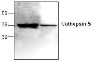Image no. 1 for anti-Cathepsin S (CTSS) antibody (ABIN155104) (Cathepsin S anticorps)