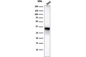Western Blot Analysis of Raji cell lysate using CD20 Mouse Monoclonal Antibody (MS4A1/3411). (CD20 anticorps  (AA 213-297))