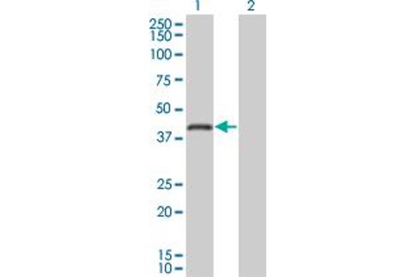 RNF26 anticorps  (AA 344-433)
