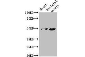 Western Blot Positive WB detected in: Mouse heart tissue, Mouse skeletal muscle tissue All lanes: EDNRB antibody at 4 μg/mL Secondary Goat polyclonal to rabbit IgG at 1/50000 dilution Predicted band size: 50, 49, 60 kDa Observed band size: 50 kDa
