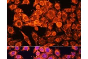 Immunofluorescence analysis of HeLa cells using AMPKa1/AMPKa2 Polyclonal Antibody at dilution of 1:100 (40x lens). (PRKAA1/PRKAA2 anticorps)