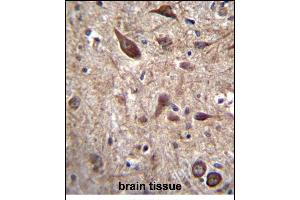 PTN Antibody (C-term) (ABIN656197 and ABIN2845519) immunohistochemistry analysis in formalin fixed and paraffin embedded human brain tissue followed by peroxidase conjugation of the secondary antibody and DAB staining. (Pleiotrophin anticorps  (C-Term))