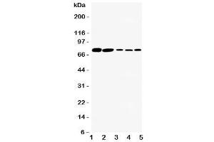 Western blot testing of SGLT1 antibody and Lane 1:  rat kidney (SLC5A1 anticorps  (C-Term))