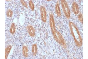 Formalin-fixed, paraffin-embedded human Endometrium stained with COX-2 Recombinant Rabbit Monoclonal Antibody (COX2/3232R).