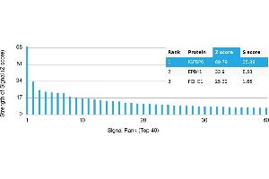 Protein Array (PAr) image for anti-Insulin-Like Growth Factor Binding Protein 6 (IGFBP6) antibody (ABIN7455978) (IGFBP6 anticorps)