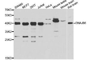 Western blot analysis of extracts of various cell lines, using DNAJB6 antibody. (DNAJB6 anticorps  (AA 177-326))