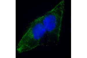 Immunofluorescent analysis of 4 % paraformaldehyde-fixed, 0.
