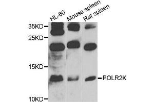 Western blot analysis of extracts of various cell lines, using POLR2K antibody (ABIN6003568) at 1/1000 dilution. (POLR2K anticorps)