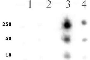 RNA pol II CTD phospho Ser5 pAb tested by dot blot analysis. (Rpb1 CTD anticorps  (pSer5, Ser5))