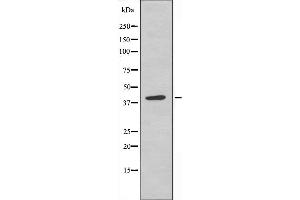 Western blot analysis of extracts from COLO205 cells, using KAPCG antibody. (PRKACG anticorps)