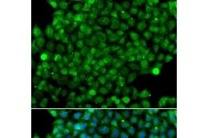 Immunofluorescence analysis of A549 cells using CFHR3 Polyclonal Antibody (CFHR3 anticorps)