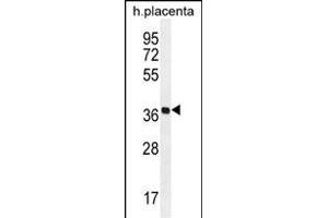 OR5AS1 Antibody (C-term) (ABIN656069 and ABIN2845418) western blot analysis in human placenta tissue lysates (35 μg/lane). (OR5AS1 anticorps  (C-Term))