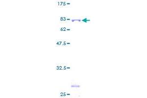 SDS-PAGE (SDS) image for Tripartite Motif Containing 21 (TRIM21) (AA 1-475) protein (GST tag) (ABIN1323620)