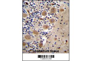 AFG3L2 Antibody immunohistochemistry analysis in formalin fixed and paraffin embedded human cerebellum tissue followed by peroxidase conjugation of the secondary antibody and DAB staining. (AFG3L2 anticorps  (N-Term))