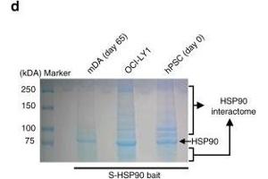 HSP90 complexes in hPSCs and hPSC-derived mDA neurons.