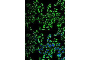 Immunofluorescence analysis of HeLa cells using HSPD1 antibody.