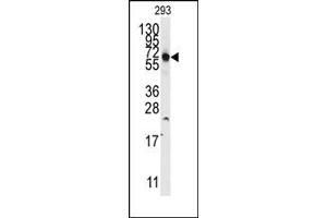 Image no. 1 for anti-Thyroid Hormone Receptor Interactor 13 (TRIP13) (N-Term) antibody (ABIN358019) (TRIP13 anticorps  (N-Term))
