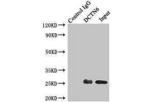 Immunoprecipitating DCTN6 in A549 whole cell lysate Lane 1: Rabbit control IgG instead of (1 μg) instead of ABIN7150823 in A549 whole cell lysate.