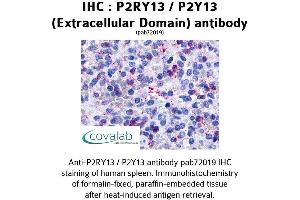 Image no. 1 for anti-Purinergic Receptor P2Y, G-Protein Coupled, 13 (P2RY13) (2nd Extracellular Domain) antibody (ABIN1737757)