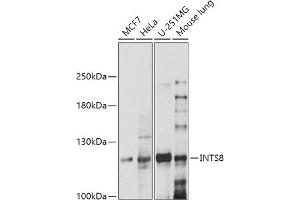 Western blot analysis of extracts of various cell lines, using INTS8 antibody (ABIN7267915) at 1:1000 dilution. (INTS8 anticorps  (AA 150-250))