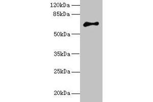 Western blot All lanes: ARMCX2 antibody at 5 μg/mL + MCF-7 whole cell lysate Secondary Goat polyclonal to rabbit IgG at 1/10000 dilution Predicted band size: 66 kDa Observed band size: 66 kDa (ARMCX2 anticorps  (AA 161-460))