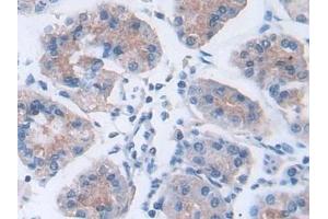 Detection of PON3 in Human Stomach Tissue using Polyclonal Antibody to Paraoxonase 3 (PON3)