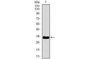 Western blot analysis using NEFH mAb against human NEFH recombinant protein.
