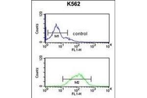 GABRG3 Antibody (N-term) (ABIN650995 and ABIN2840029) flow cytometric analysis of K562 cells (bottom histogram) compared to a negative control cell (top histogram).