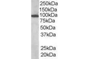 ABIN185278 (1 µg/mL) staining of human bone marrow lysate (35 µg protein in RIPA buffer).