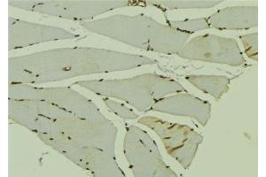 ABIN6278734 at 1/100 staining Mouse muscle tissue by IHC-P. (AKAP6 anticorps  (C-Term))