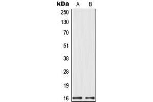 Western blot analysis of MRPL14 expression in HeLa (A), HEK293 (B) whole cell lysates. (MRPL14 anticorps  (C-Term))