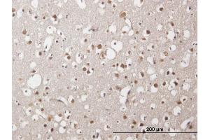 Immunoperoxidase of purified MaxPab antibody to ZNF483 on formalin-fixed paraffin-embedded human cerebral cortex.