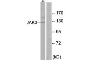 Western blot analysis of extracts from Jurkat cells, using JAK3 (Ab-785) Antibody.