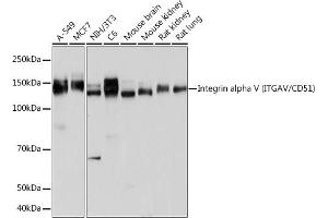 Western blot analysis of extracts of various cell lines, using Integrin alpha V (ITGAV/CD51) (ITGAV/CD51) antibody (ABIN7267922) at 1:1000 dilution. (CD51 anticorps)
