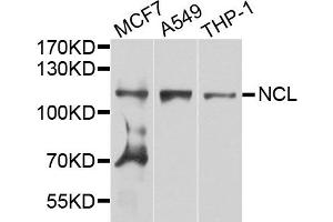 Western blot analysis of extract of various cells, using NCL antibody. (Nucleolin anticorps)